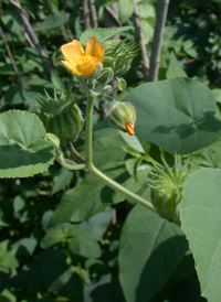 Velvetleaf