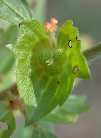 Slender Three-seeded Mercury