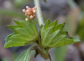 Slender Three-seeded Mercury