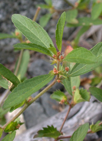 Slender Three-seeded Mercury