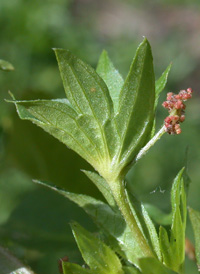 Common Three-seeded Mercury