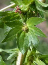 Common Three-seeded Mercury