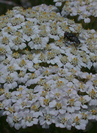 American Yarrow