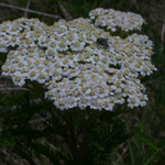 American Yarrow American Yarrow