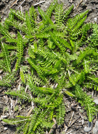 American Yarrow