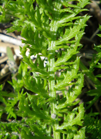 American Yarrow