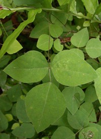 Hog Peanut