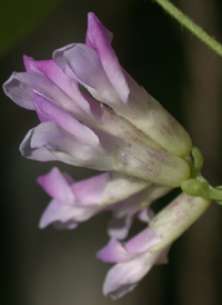 Hog Peanut