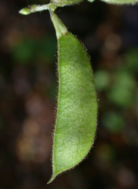 Hog Peanut