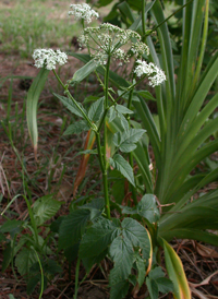 Ground-elder