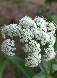 Ground-elder