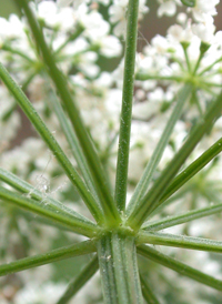 Ground-elder