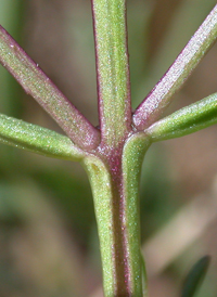 Saltmarsh False-foxglove