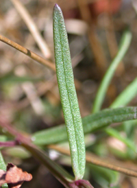 Saltmarsh False-foxglove