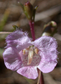 Saltmarsh False-foxglove