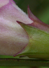 Purple False-foxglove