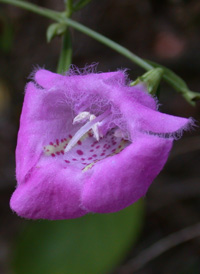 Purple False-foxglove