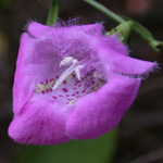 Purple False-foxglove