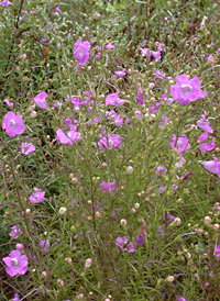 Purple False-foxglove