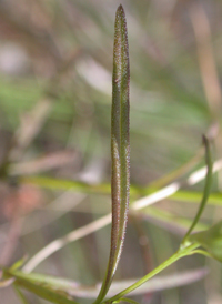 Pine-barren False-foxglove