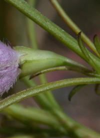 Pine-barren False-foxglove