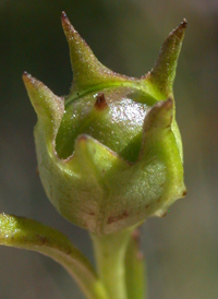 Pine-barren False-foxglove