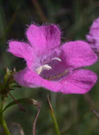 Pine-barren False-foxglove