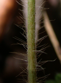 Soft Agrimony