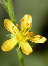 Soft Agrimony