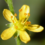 Soft Agrimony