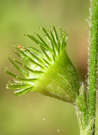 Soft Agrimony