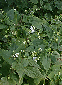 White Snakeroot