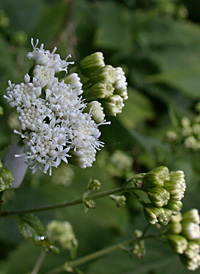 White Snakeroot