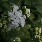 White Snakeroot White Snakeroot