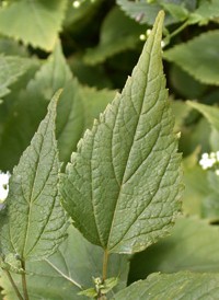 White Snakeroot