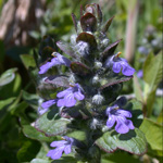 Common Bugle Common Bugle