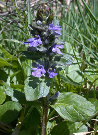 Common Bugle