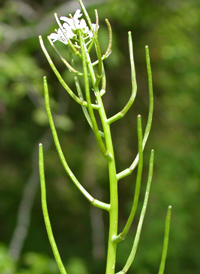 Garlic Mustard