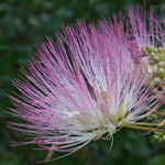 Silktree Silktree