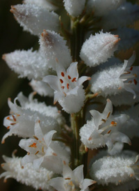 Northern White Colicroot