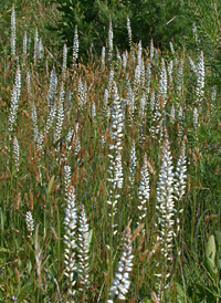 Northern White Colicroot