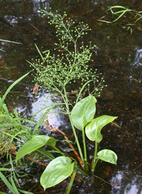 American Water-plantain