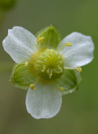 American Water-plantain