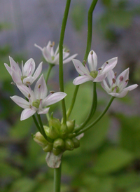 Meadow Garlic