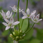 Meadow Garlic Meadow Garlic