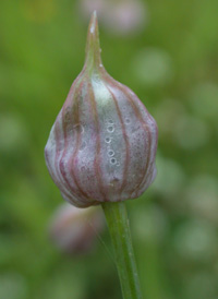 Meadow Garlic