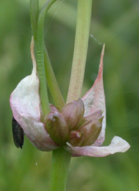 Meadow Garlic