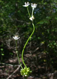 Meadow Garlic