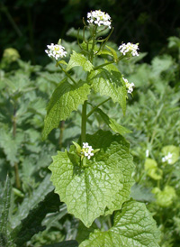 Garlic Mustard