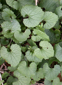 Garlic Mustard